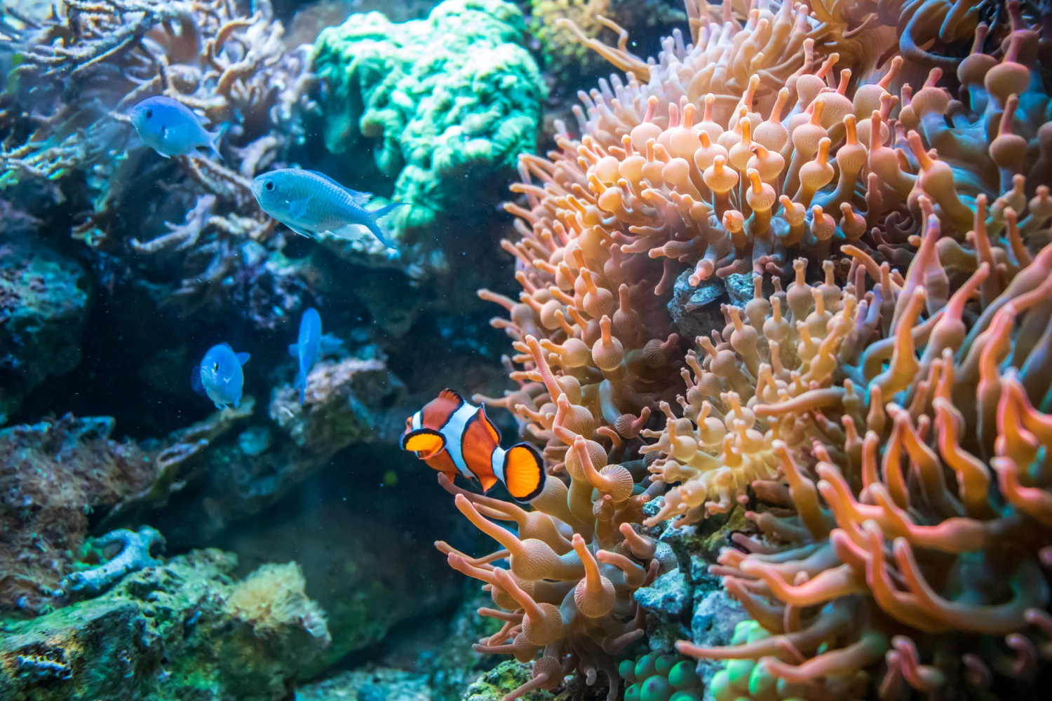 การฟื้นฟูแนวปะการัง